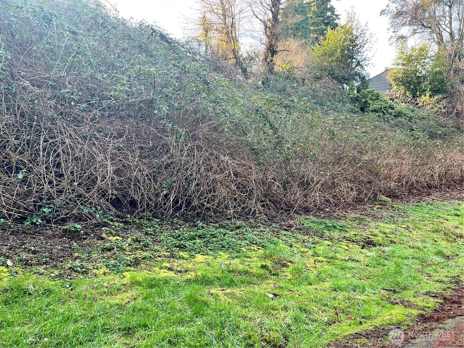 73-xx Glenridge Way Southwest Seattle, WA 98136 - Photo 2 of 5 a big yard with lots of green space and deers
