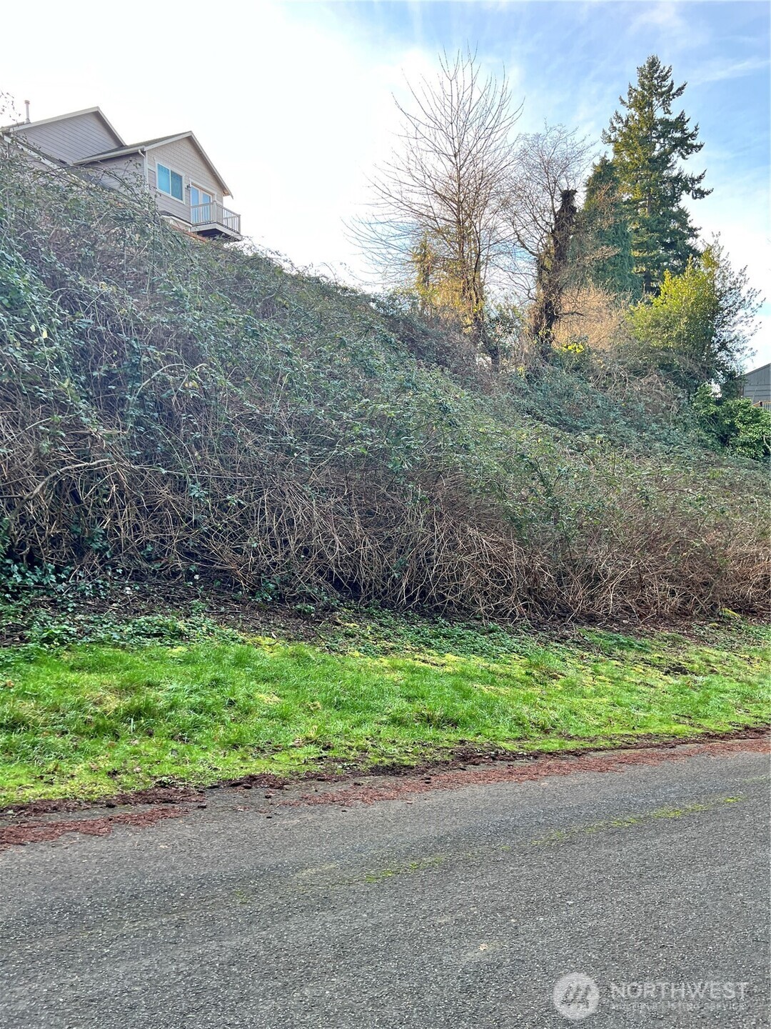 73-xx Glenridge Way Southwest Seattle, WA 98136 - Photo 5 of 5 a view of a backyard with plants and large tree