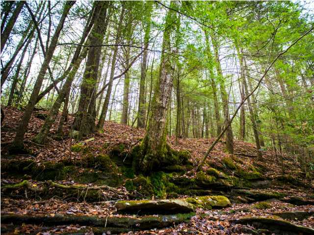 0 Partridge Trail Spring, Unit LOT34 Grandview, TN 37337 - Photo 1 of 19 Wooded & Private