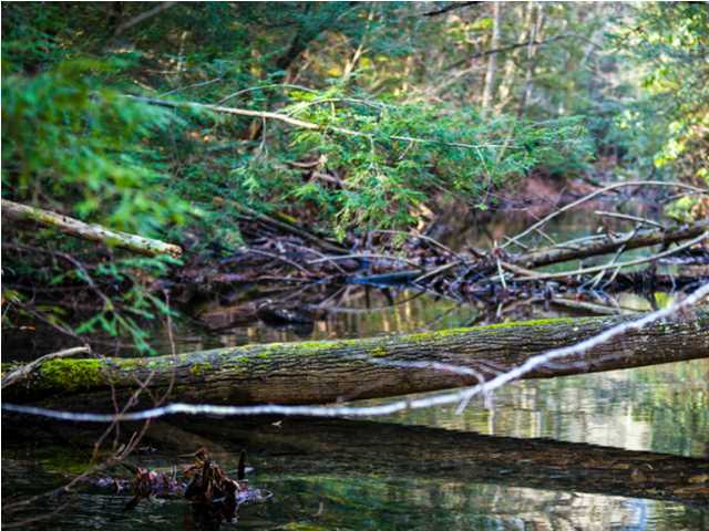 0 Partridge Trail Spring, Unit LOT34 Grandview, TN 37337 - Photo 3 of 19 Access to Creeks on Nature Preserve