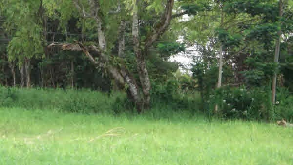 17 A Akolea Road Hilo, HI 96720 - Photo 18 of 24 Gallery Image 18