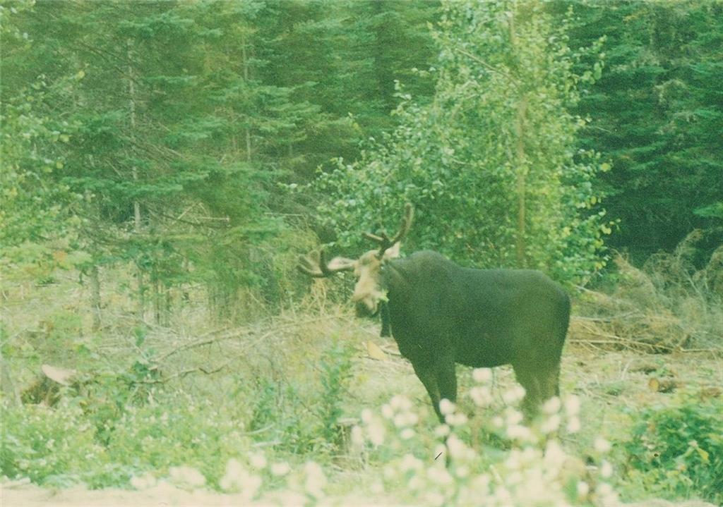 5-6 Bemis Road Rangeley, ME 04970 - Photo 12 of 17 Photo