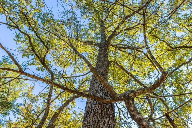 a backyard of a house with lots of trees