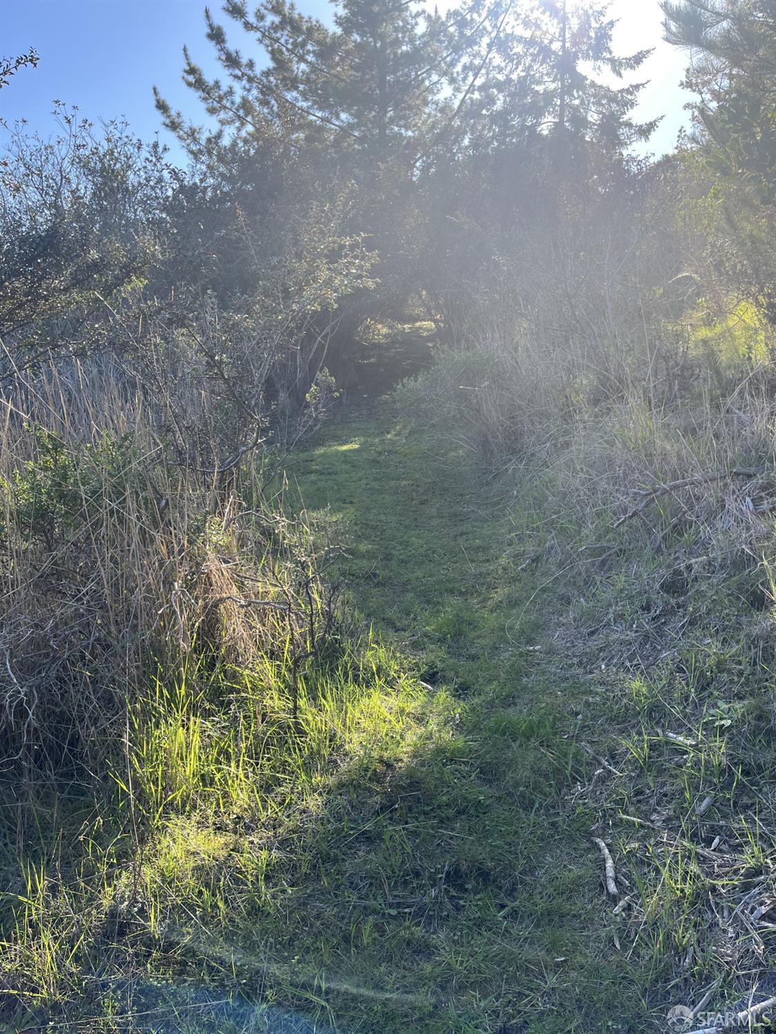 5631 Cloverdale Road Pescadero, CA 94060 - Photo 5 of 19 a view of a yard with a tree