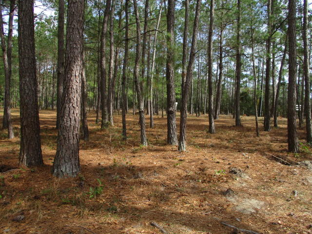 7714 Old Jacksonboro Road Adams Run, SC 29426 - Photo 3 of 11 IMG_3011