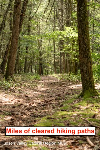a view of a forest with a tree