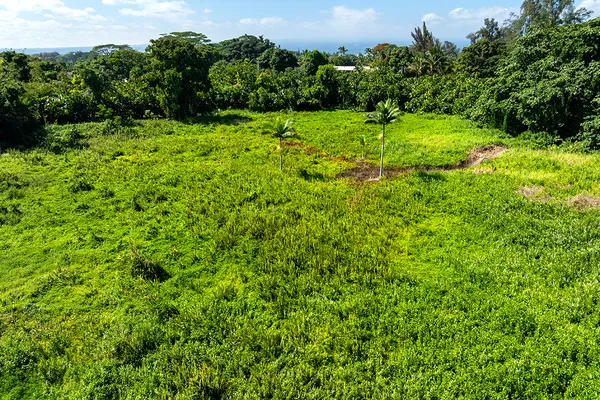 a view of a garden with a tree