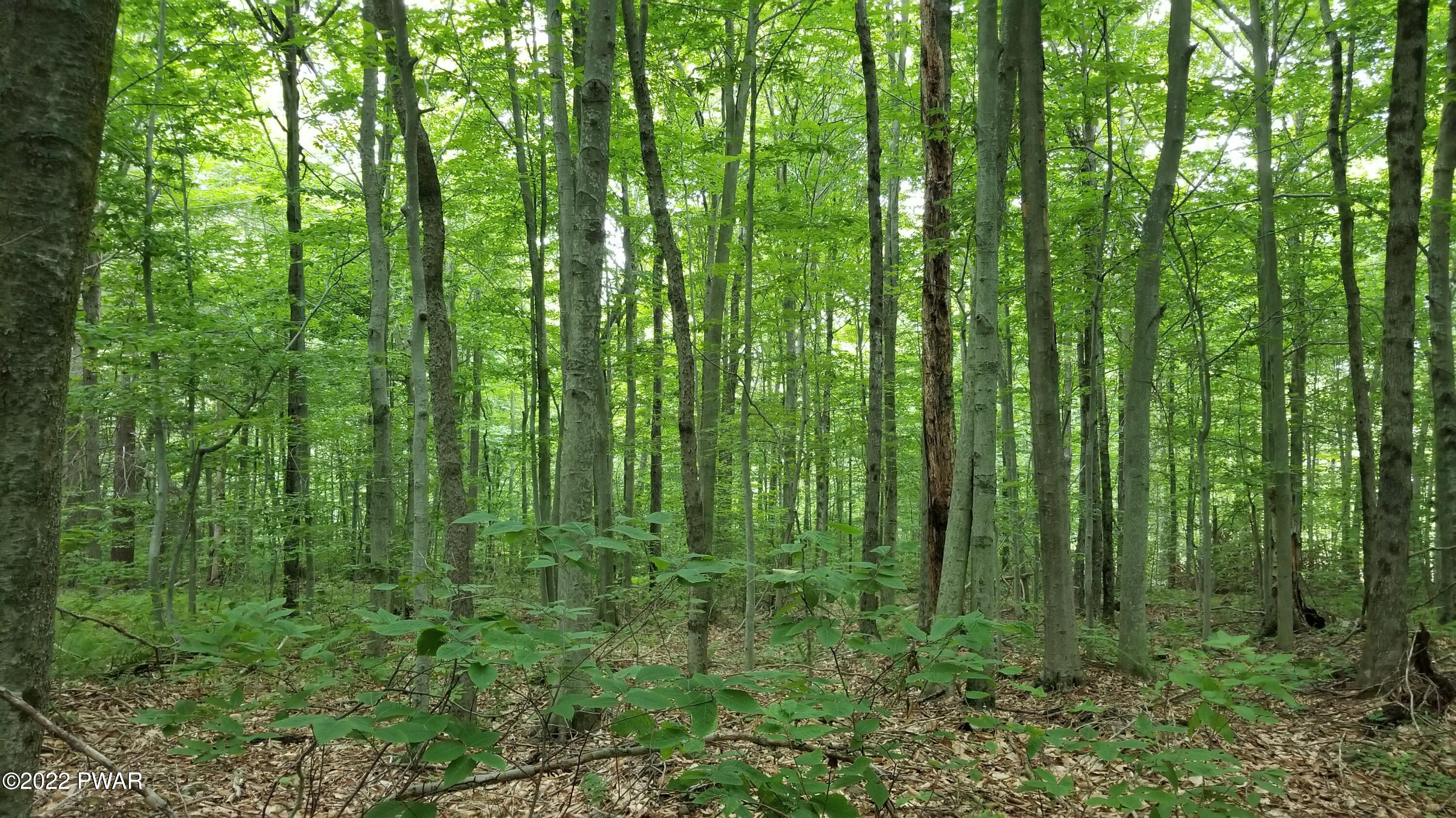 Lot 80 Stonegate Road Equinunk, PA 18417 - Photo 5 of 58