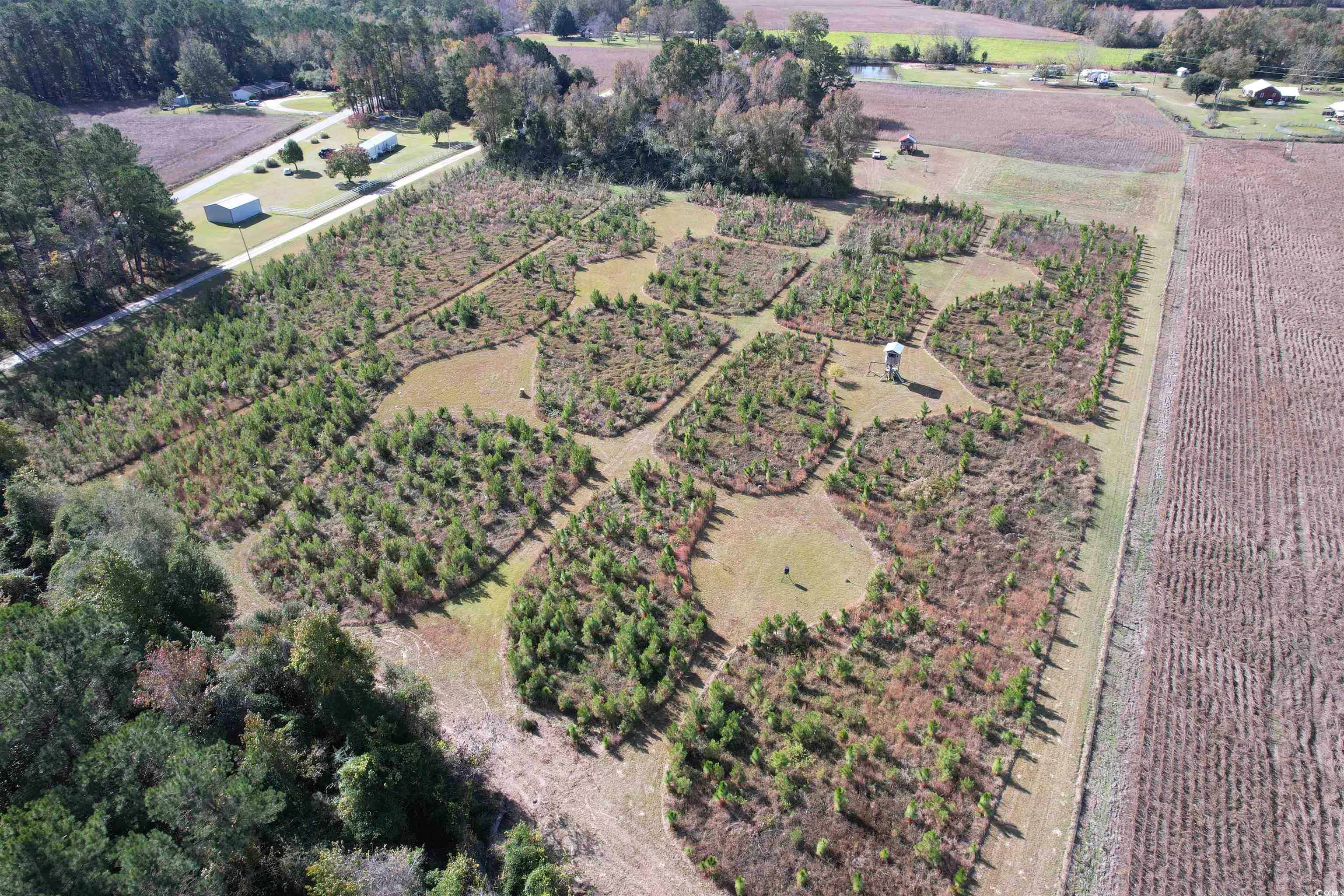 Tbd Terry Road Andrews, SC 29510 - Photo 16 of 21