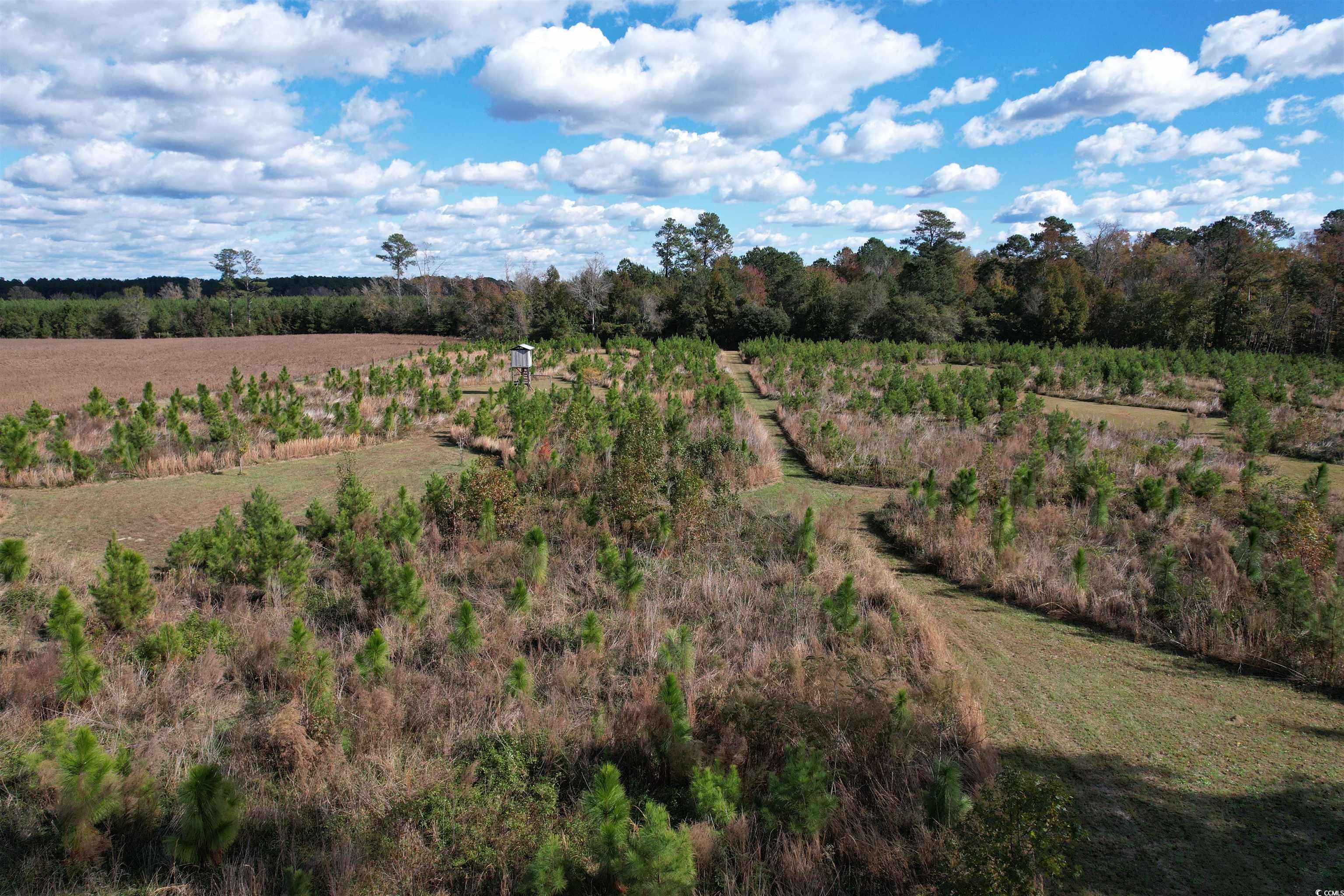 Tbd Terry Road Andrews, SC 29510 - Photo 19 of 21