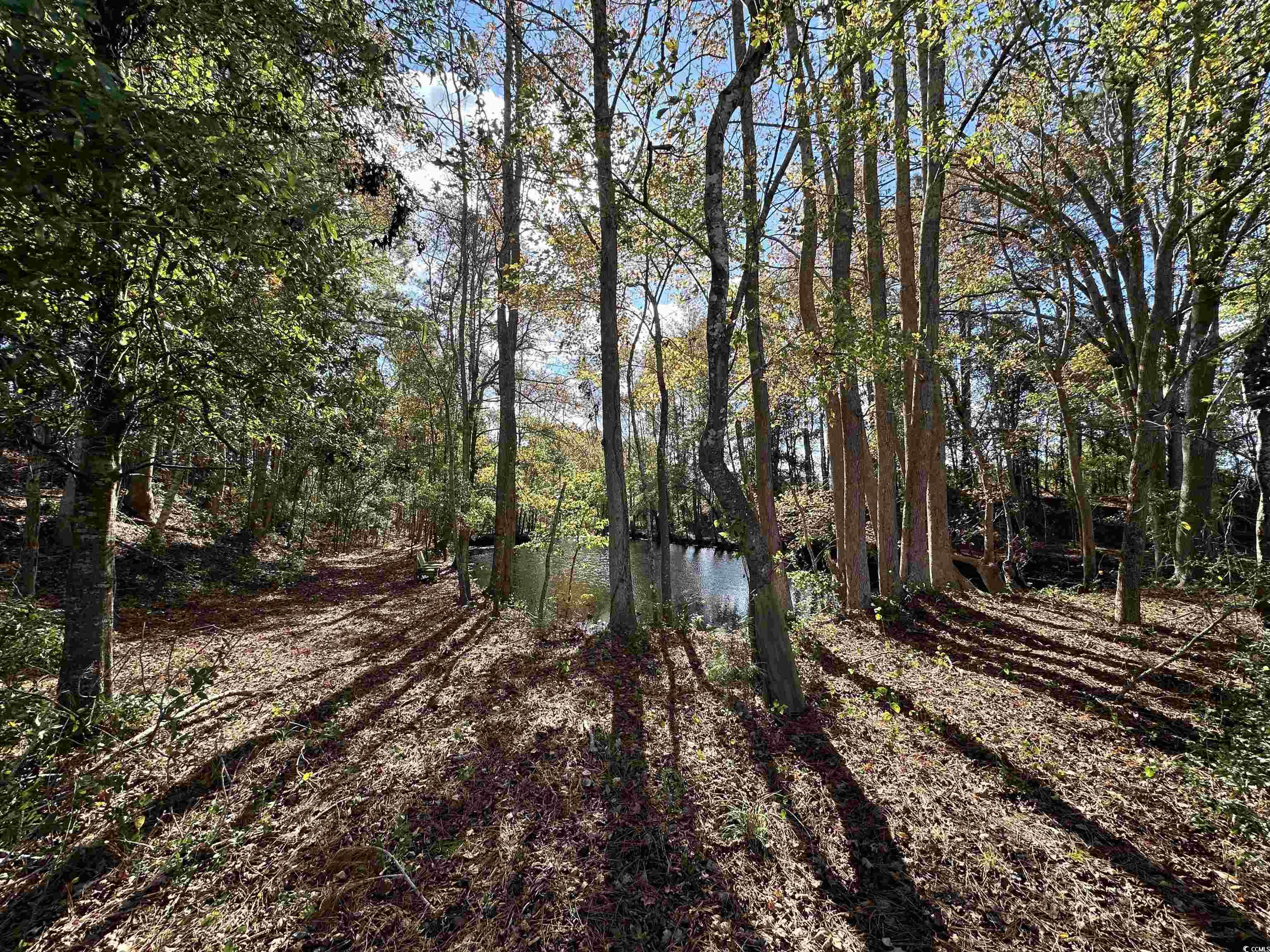 Tbd Terry Road Andrews, SC 29510 - Photo 2 of 21