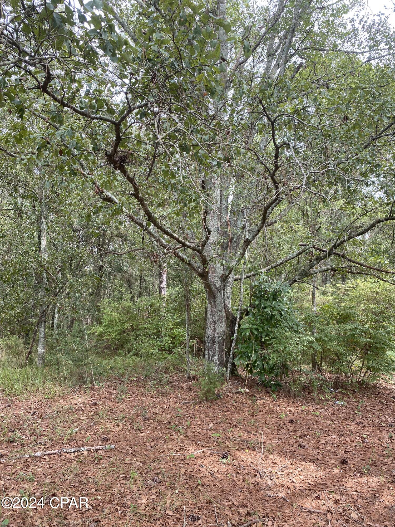 0 Earlston Road Graceville, FL 32440 - Photo 2 of 11 Gallery Image 2