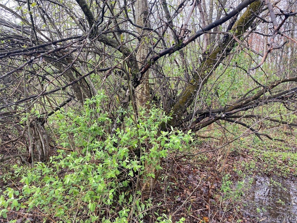 0 Maxon Road Varysburg, NY 14167 - Photo 5 of 12
