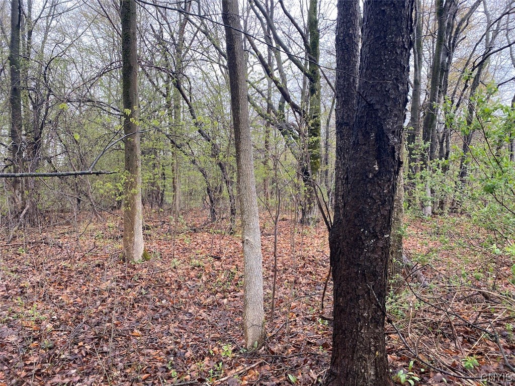 0 Maxon Road Varysburg, NY 14167 - Photo 6 of 12