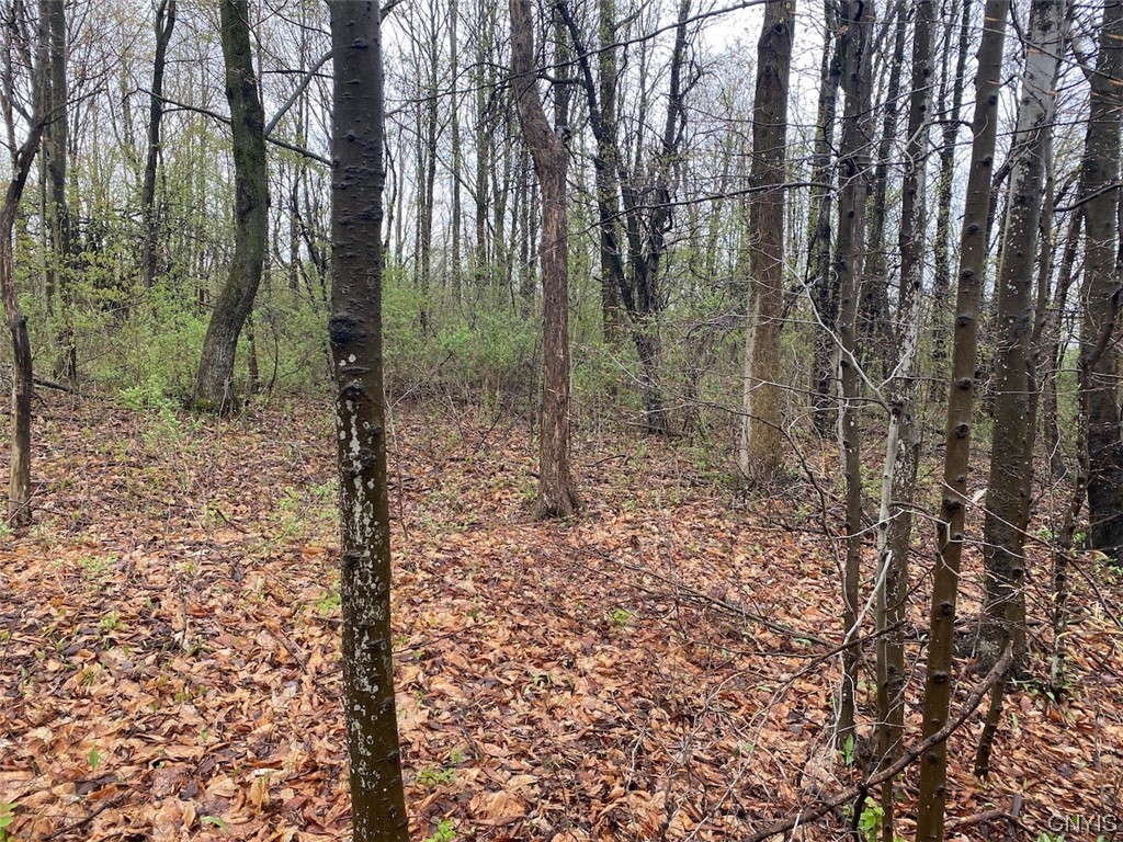 0 Maxon Road Varysburg, NY 14167 - Photo 8 of 12