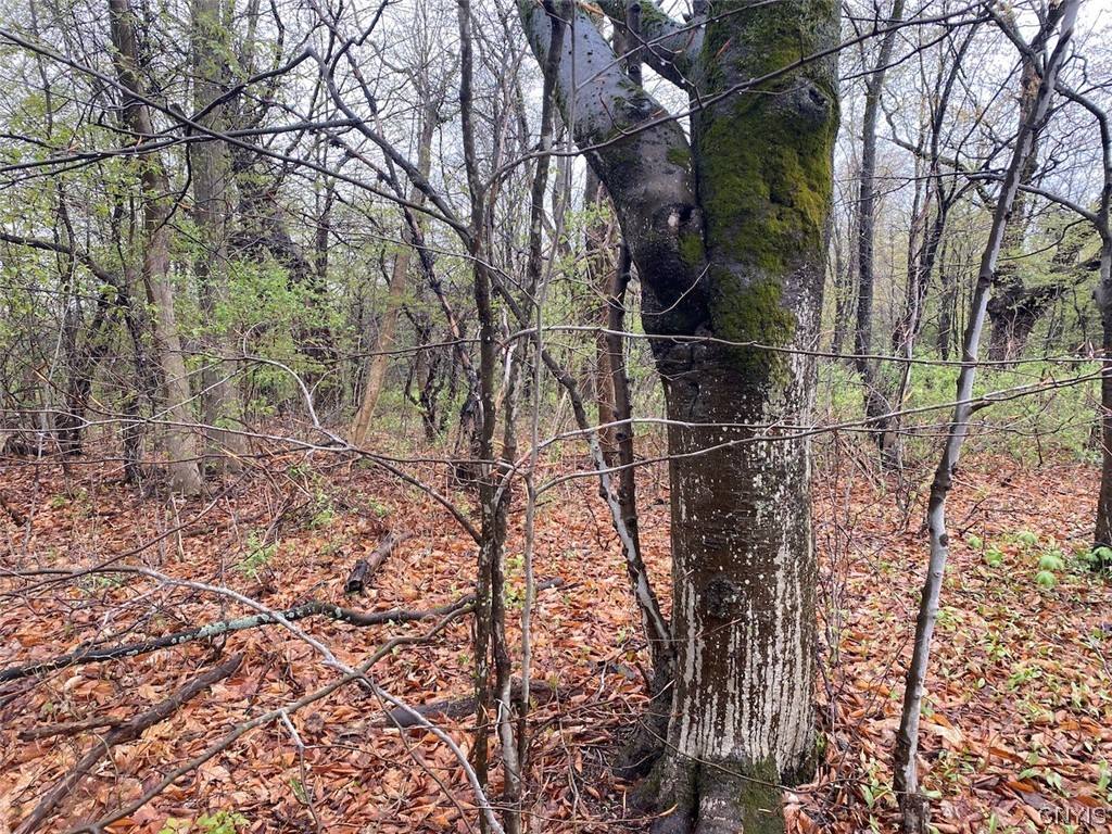 0 Maxon Road Varysburg, NY 14167 - Photo 9 of 12