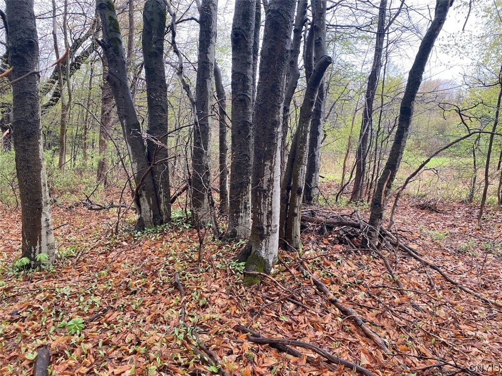 0 Maxon Road Varysburg, NY 14167 - Photo 10 of 12