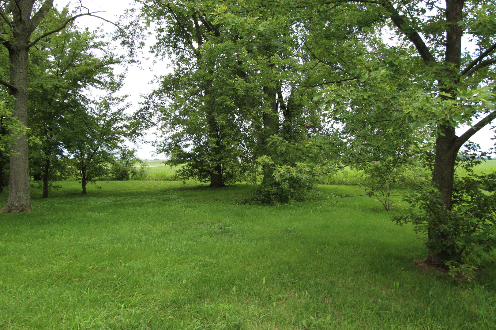 3523 West 2000 S Road Kankakee, IL 60901 - Photo 7 of 20 a view of a trees with a yard