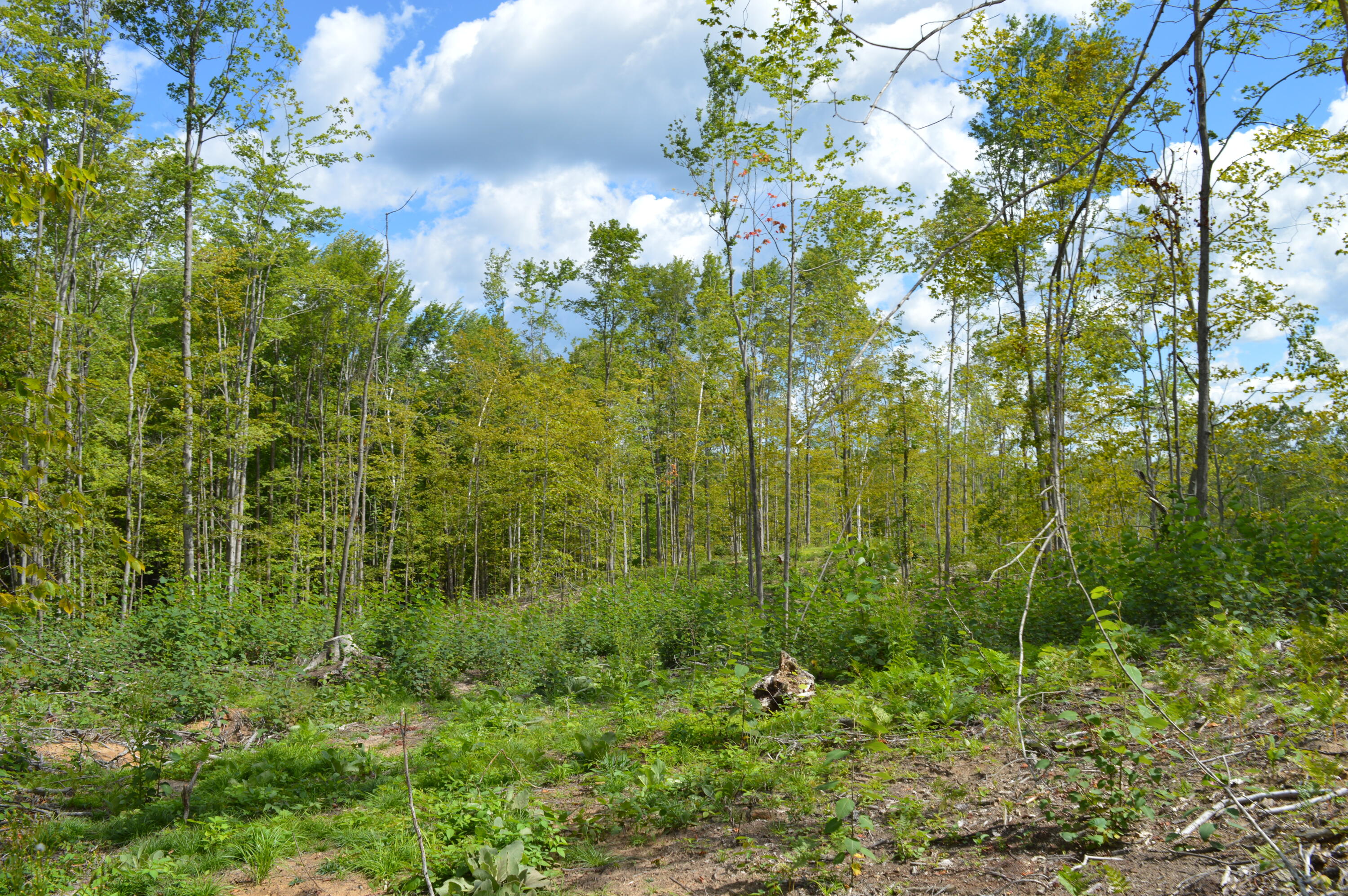 East County Line Road South Branch, MI 48761 - Photo 76 of 87 Gallery Image 76