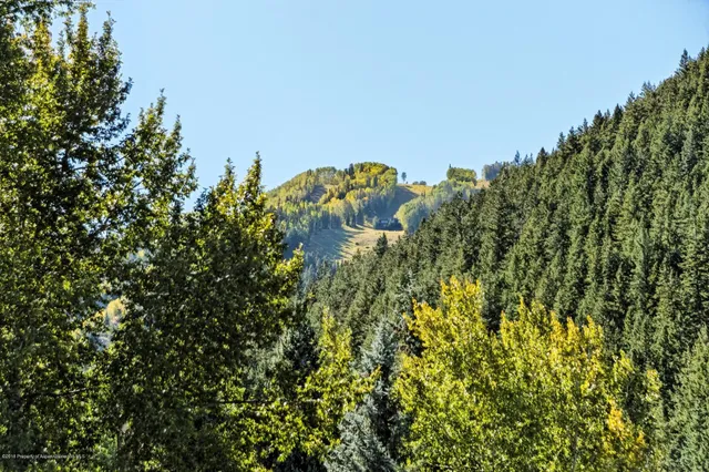 a close up of a plant in a garden