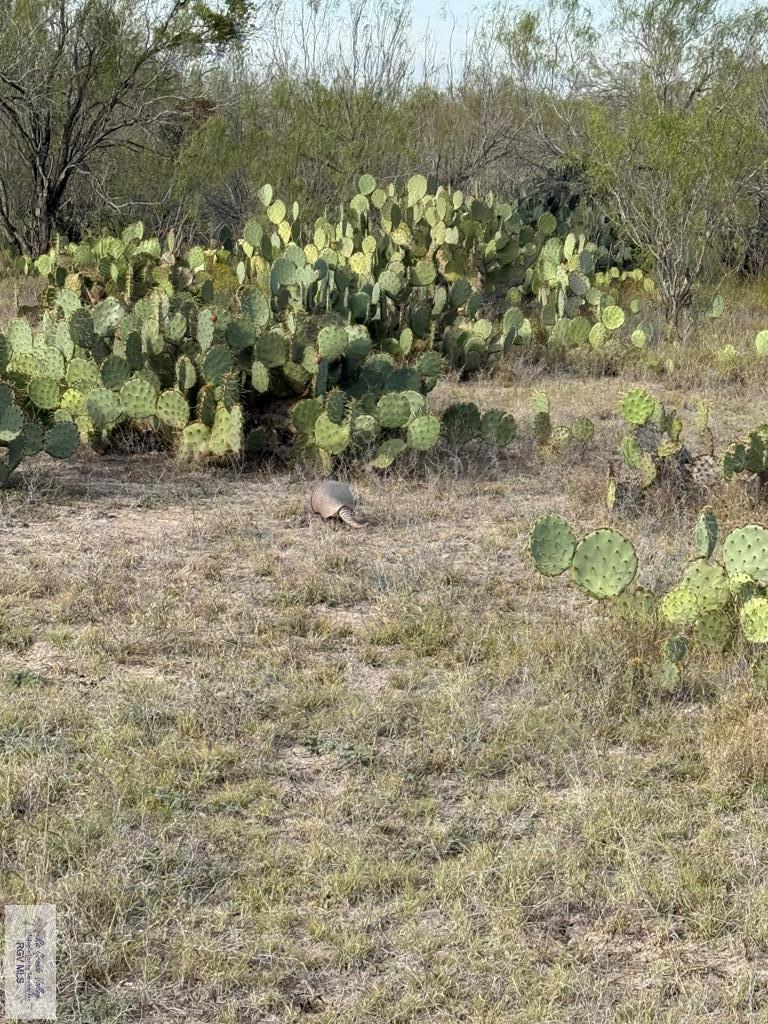 845.9-ac 845.9-ac Haynes Road Zapata, TX 78076 - Photo 18 of 38 Gallery Image 18