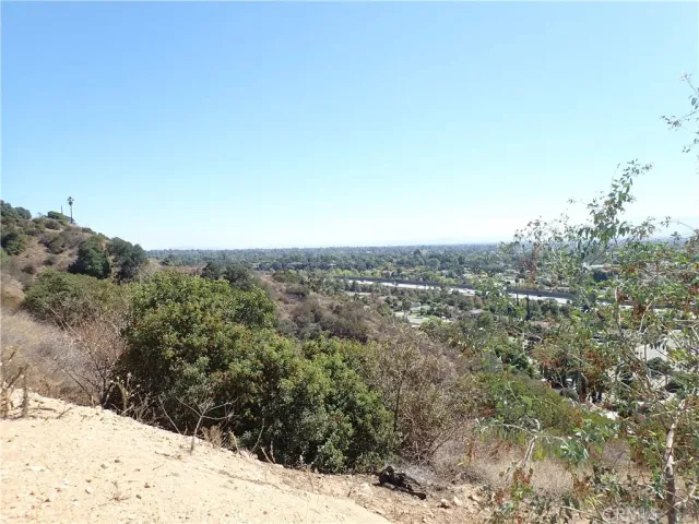 a view of a forest with a tree in the background