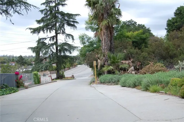 a view of a park with a tree