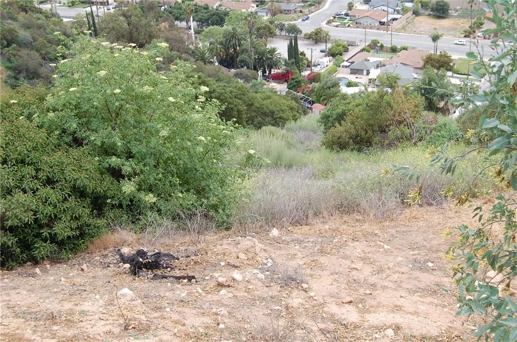 0 Broken Spur Road La Verne, CA 91750 - Photo 7 of 28 a view of a forest with a tree