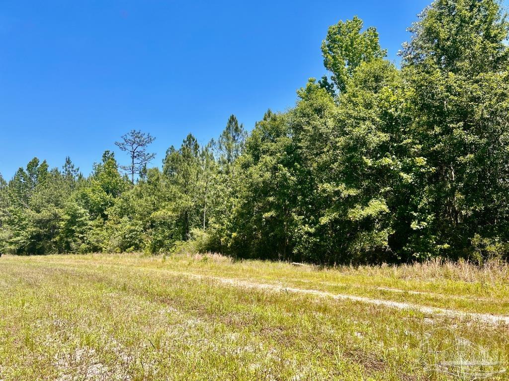 Lot 48-to Mineral Springs Road Jay, FL 32565 - Photo 16 of 38 a view of a yard with an trees