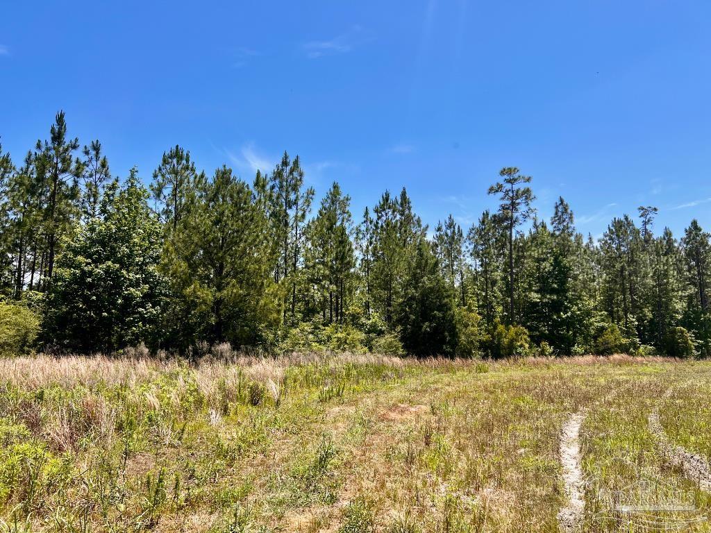 Lot 48-to Mineral Springs Road Jay, FL 32565 - Photo 23 of 38 a view of a yard