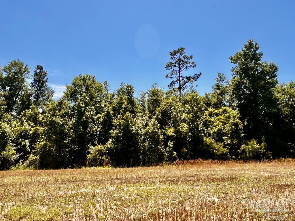 Lot 48-to Mineral Springs Road Jay, FL 32565 - Photo 9 of 38 a view of a yard