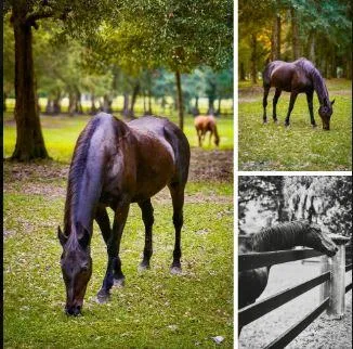 $549,900 | 5373 5th Fairway Drive, Hollywood, SC 29449