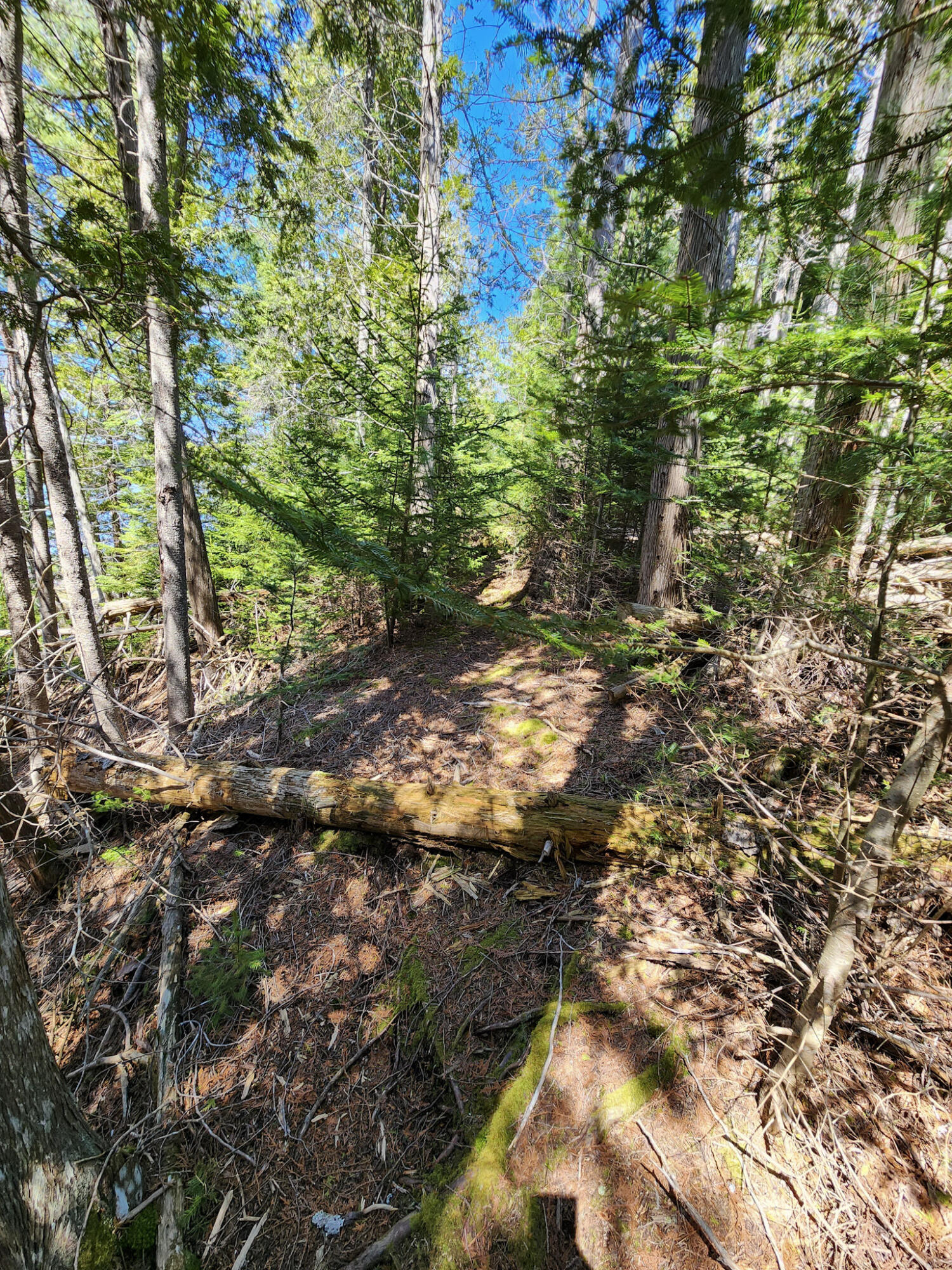 M005-l089 Leaches Point Road Orland, ME 04472 - Photo 15 of 17 Shoreland Path on Parcel