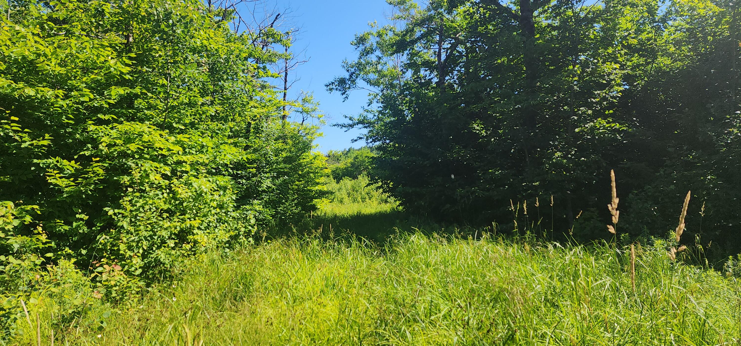 21-ac Off Dow Farm Road Island Falls, ME 04747 - Photo 9 of 19 20240701_094120