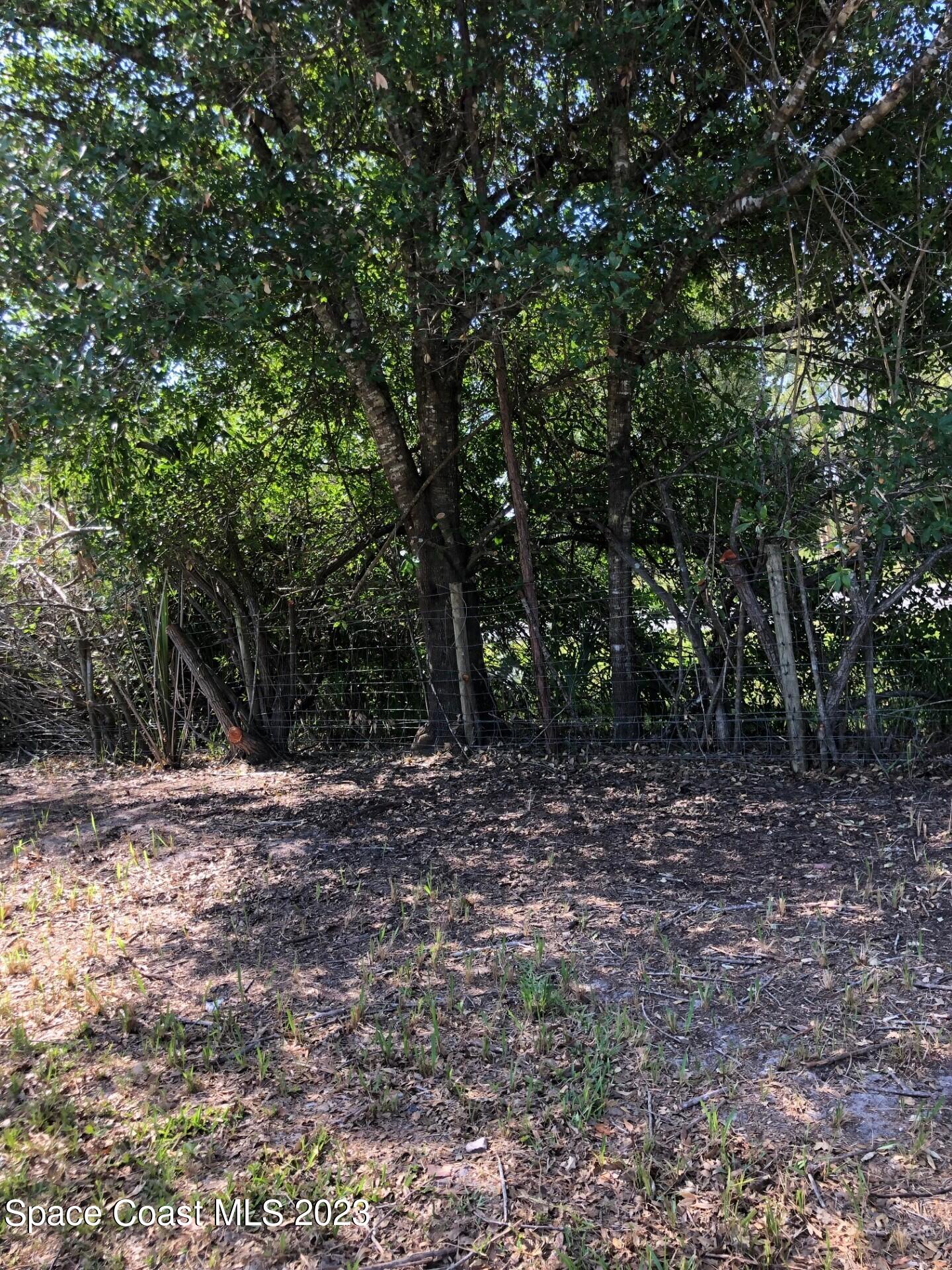 580 Hall Road Malabar, FL 32950 - Photo 7 of 9 a view of a yard with plants and trees