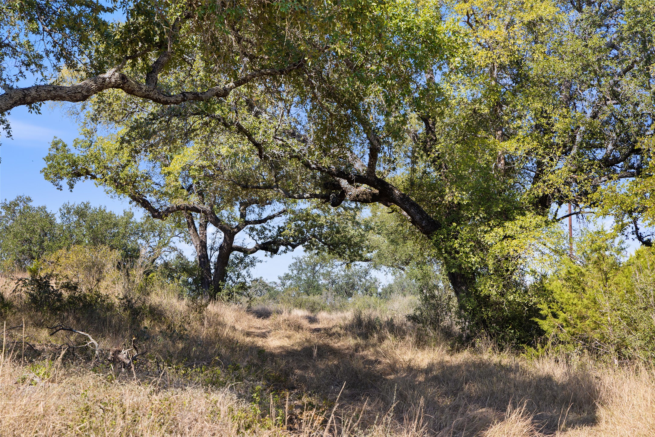 1301 Rm 2147 Marble Falls Marble Falls, TX 78654 - Photo 10 of 14 View of nature