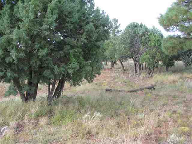 2296 Constellation Lane Overgaard, AZ 85933 - Photo 9 of 9