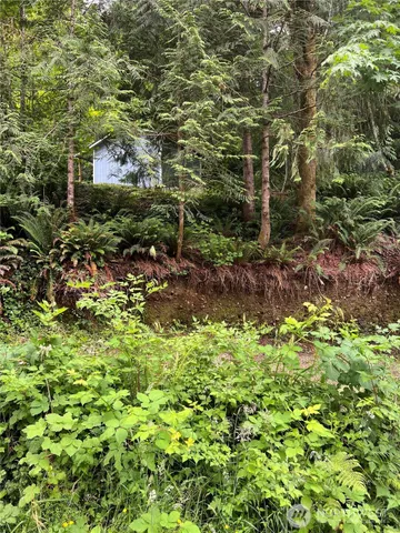a view of a plants in a garden