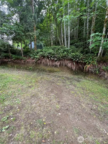 a view of a yard with plants and large trees