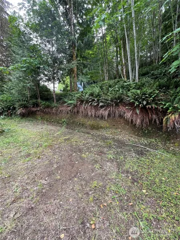 a view of a yard with plants and large trees