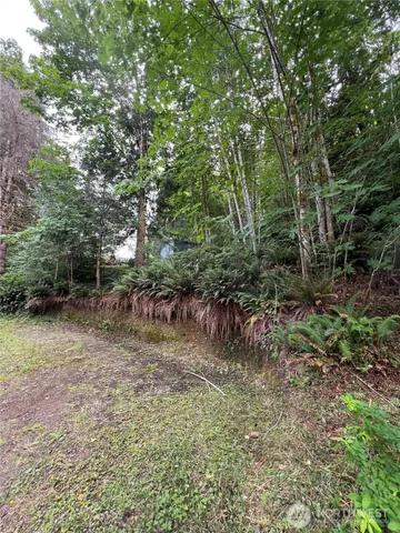 a view of a forest with trees in the background