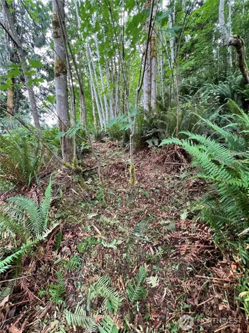 a view of a garden with large trees