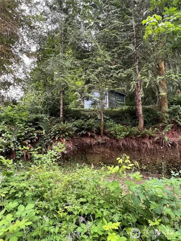 a view of a lush green forest