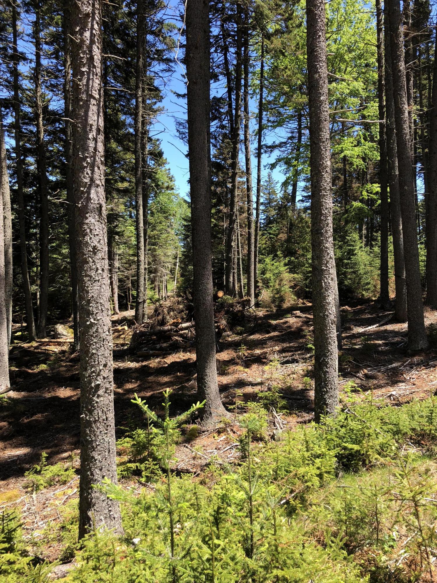 413 Minturn Road Swans Island, ME 04685 - Photo 17 of 26 0r5IExUSRC6PwsXaCaCzwA