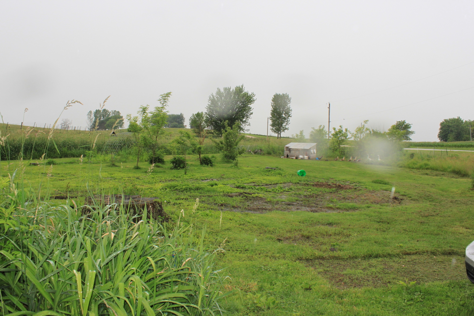 26585 Clark Road Sterling, IL 61081 - Photo 12 of 14 a view of a big yard with large trees