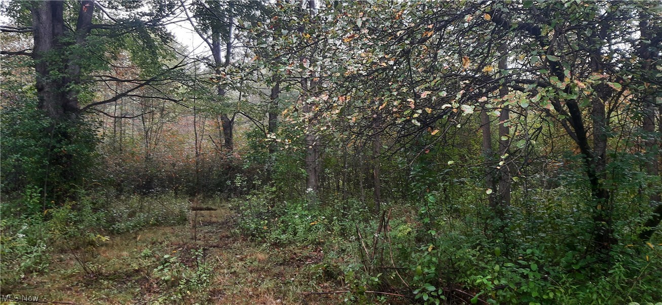 2964 Netcher Road Jefferson, OH 44047 - Photo 8 of 24 View of nature