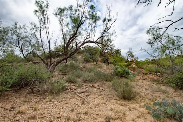 a view of a yard with plants and trees