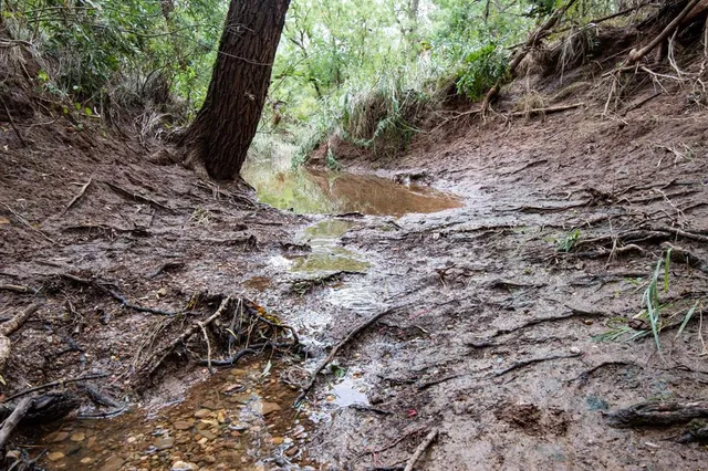 a view of a tree with a yard