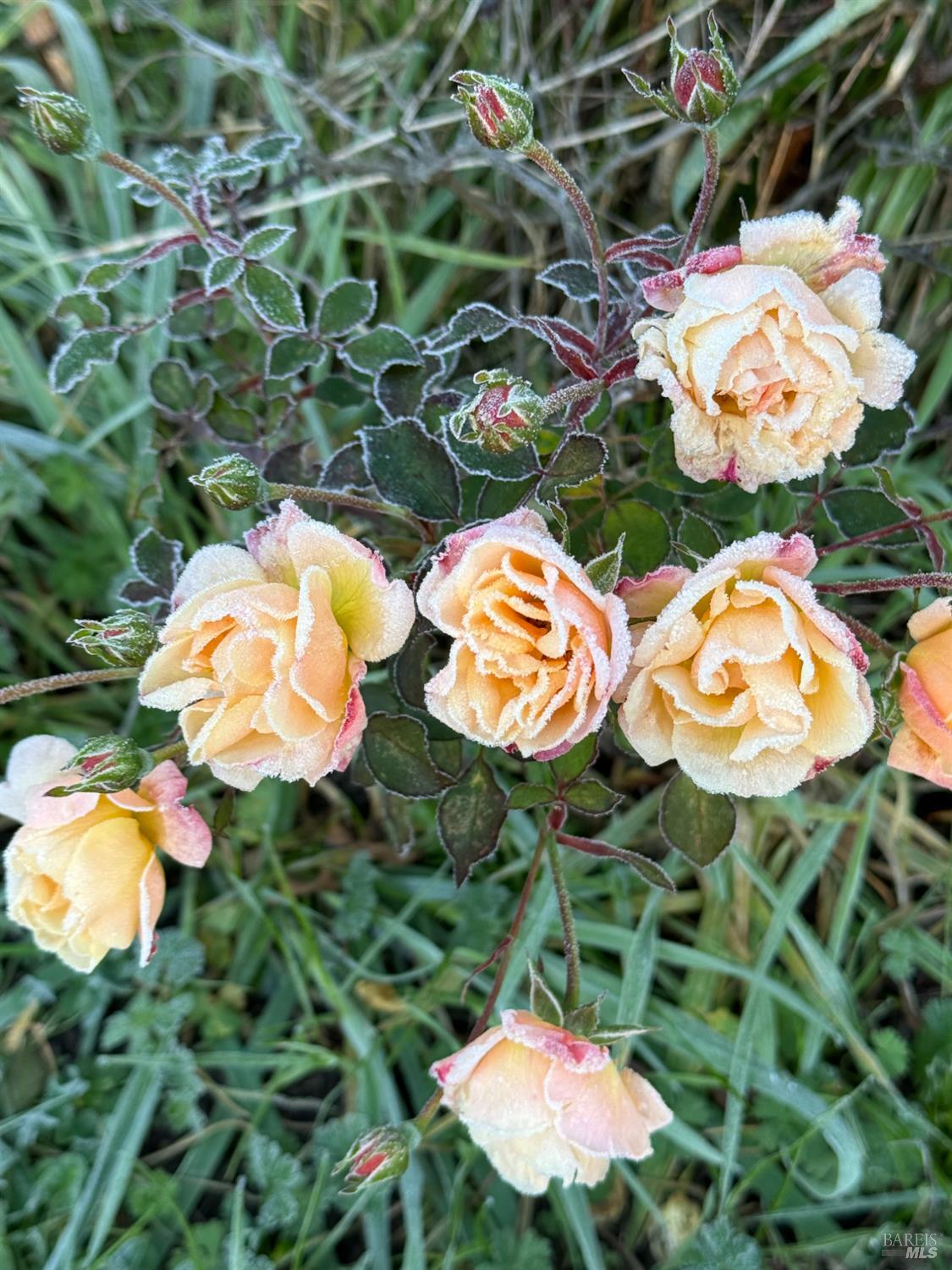 431 Sexton Road Sebastopol, CA 95472 - Photo 44 of 56 Beautiful roses start blooming as early as January