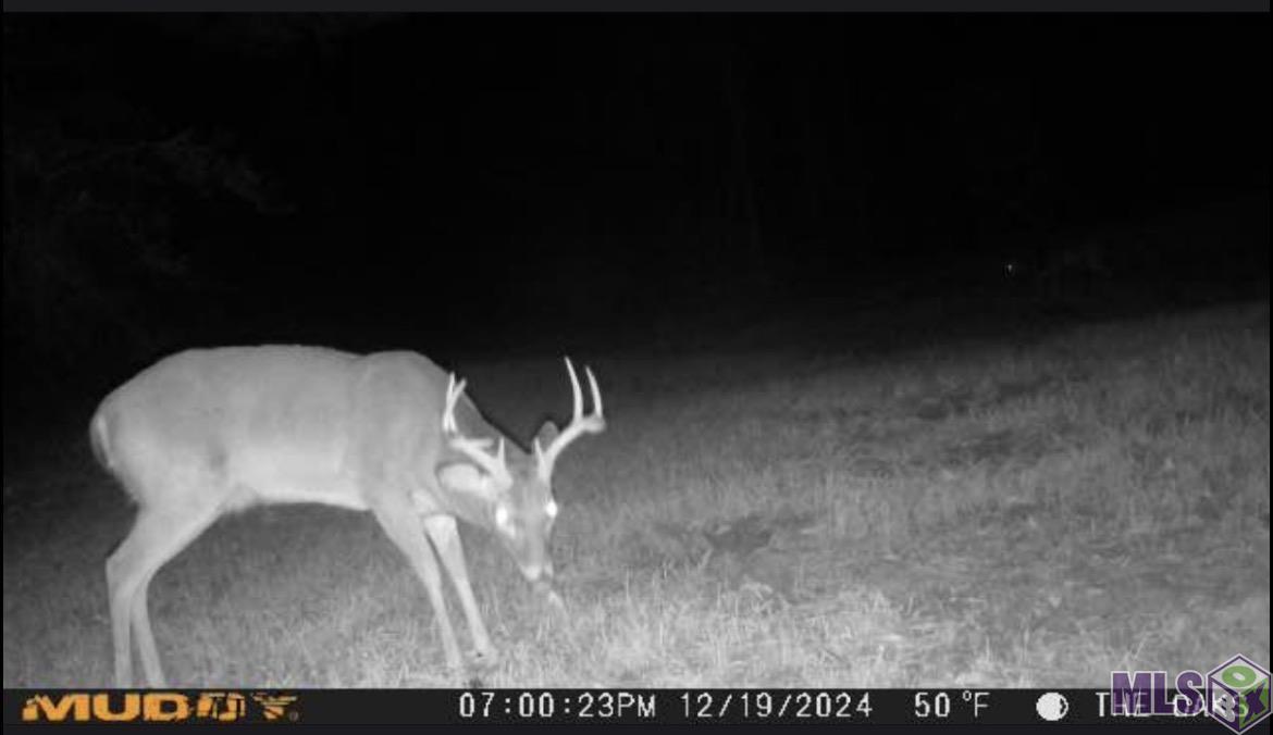 Tbd Jerusalem Road Liberty, MS 39645 - Photo 40 of 60 Gallery Image 40